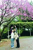 校園裡櫻花已經盛開，杜鵑也陸續開放，上圖為校友相約回校賞花。（攝影�曾煥元）