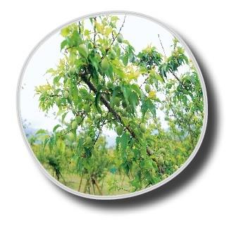 智慧花園盛放 櫻花梅樹繽紛喜氣