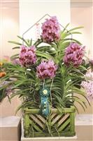 今年獲得董事長獎的「萬代蘭」（右圖），其花朵有兩種相對顏色、整體的整齊度、花朵圓潤飽滿以及花形平整等，因而獲獎。（文／林俞兒、攝影／李鎮亞）