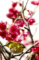 櫻花