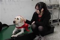 導盲犬_佩穎