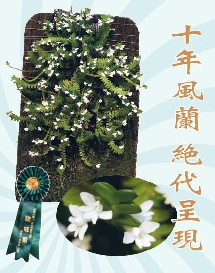 十年風蘭 絕代呈現