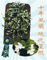 十年風蘭 絕代呈現