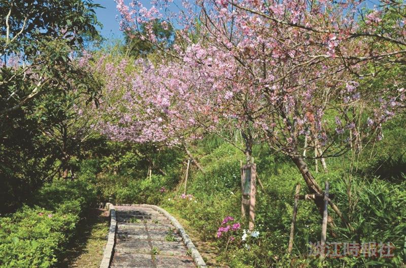 花樣蘭陽飄櫻香