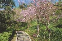 花樣蘭陽飄櫻香