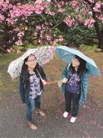 雨中即景 賞櫻趣