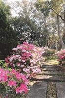 百花舞春風 16日校友回娘家