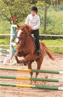 馬術社表現優異 勇闖大專盃馬術錦標賽