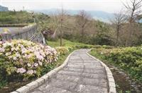 蘭陽杜鵑粉嫩迎春