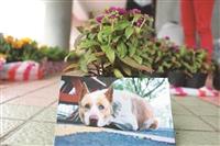 本報記者陳嘉娜 校園留犬明信片熱賣