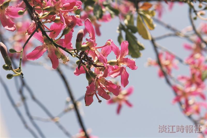 【花現校園】秋日美人