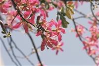 【花現校園】秋日美人