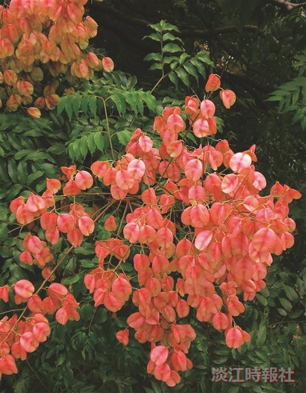 花現校園 臺灣欒樹變裝秀