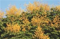 花現校園 臺灣欒樹變裝秀