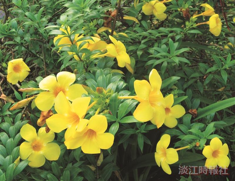 【花現校園】軟枝黃蟬