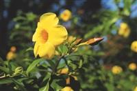 【花現校園】軟枝黃蟬