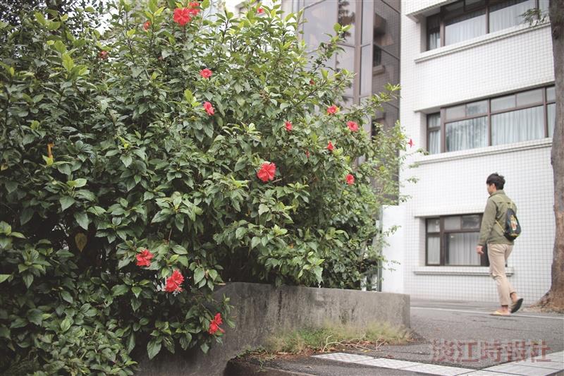朱槿開不開花？