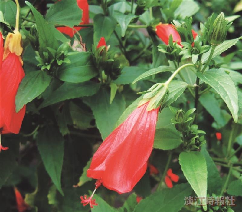 朱槿開不開花？