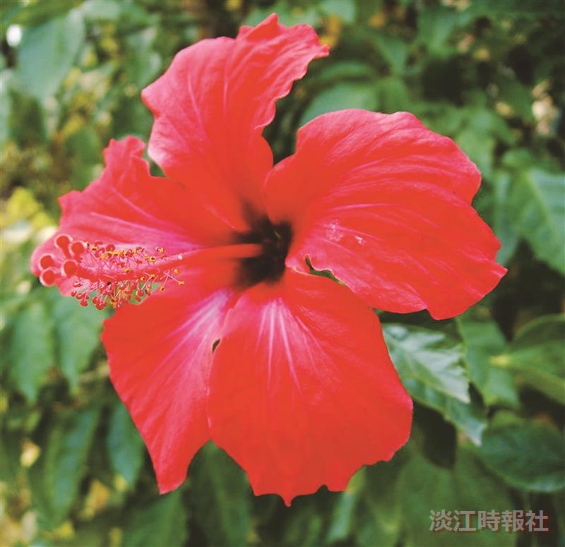 朱槿開不開花？