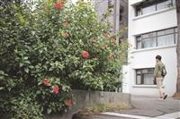 朱槿開不開花？