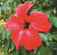 朱槿開不開花？