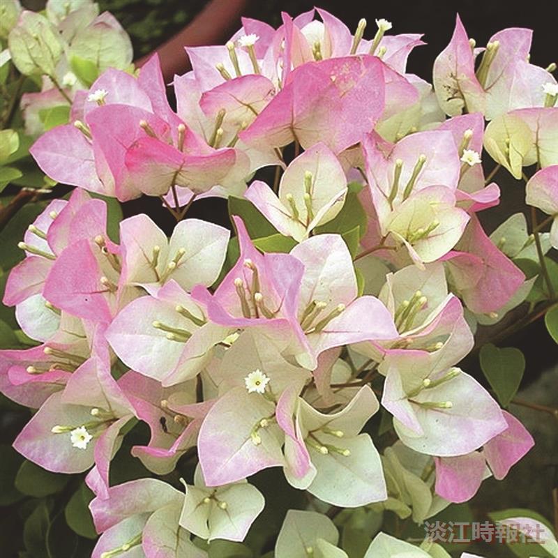 九重葛 花非花