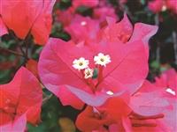 九重葛 花非花