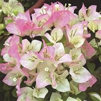 九重葛 花非花