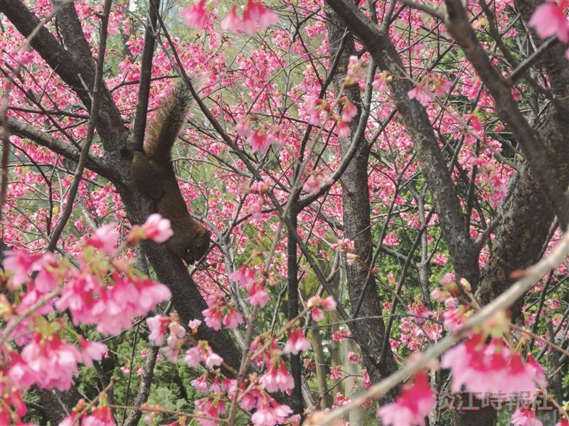 春之饗宴 號召校友呷辦桌