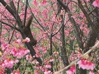 春之饗宴 號召校友呷辦桌