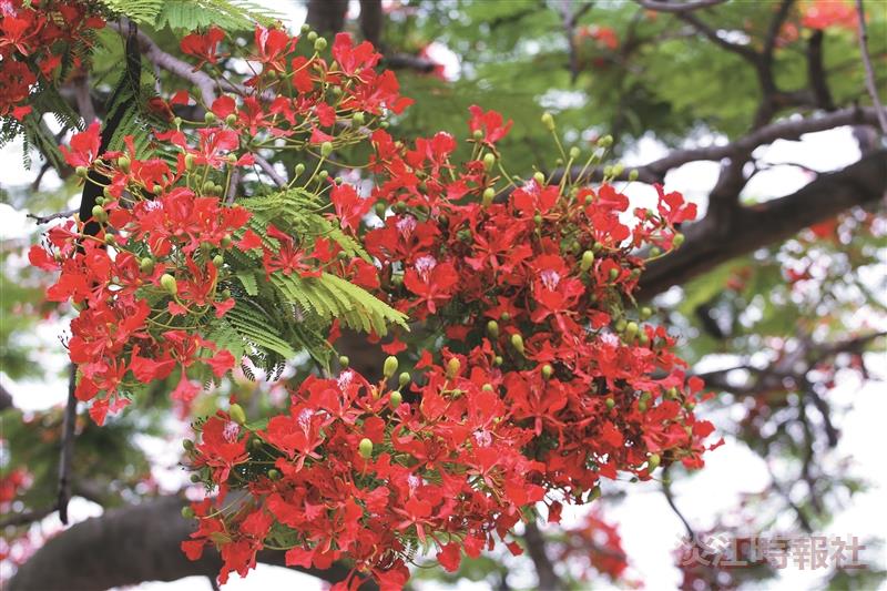 【淡江世界村 萬里鷹飛颺】