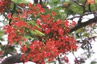 【淡江世界村 萬里鷹飛颺】