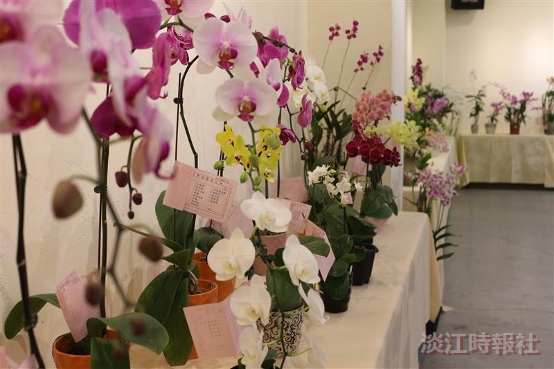 蘭喃自語蘭花展