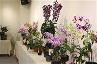 蘭喃自語蘭花展