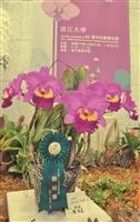 65週年校慶蘭喃自語蘭花展