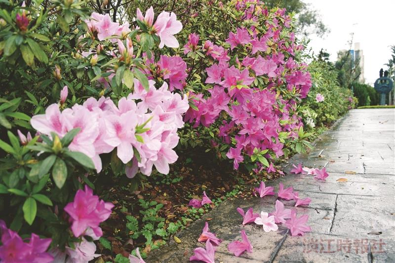 春之饗宴 校友26日返校餐敘淡水 蘭陽 同步舉行