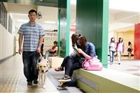 學校加強宣導同學輔助盲生及導盲犬