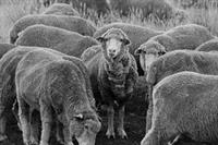 塔斯馬尼亞有許多羊，在一次釣魚回家的路上被羊群包圍，由於羊群都很膽小，所以我沒下車，只在車上靜靜的與監視我的綿羊互望，等牠們全部過完馬路。（圖、文�王文彥）