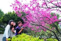 淡水校園的櫻花燦爛綻放，不少師生、遊客紛紛駐足欣賞，並拿起相機拍照，抓住美麗瞬間。（圖�  嘉翔）