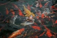 福園魚群快樂的在海博館的魚池中。（圖�涂嘉翔）