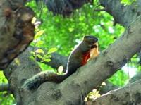 淡水校園常可看見松鼠在樹上穿梭、覓食，模樣十分可愛。（攝影�吳春枝）
