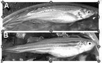 斑馬魚是一種淡水熱帶魚，公魚體表略呈橘黃色(A)，母魚的腹部則較為飽滿(B)。授精後的胚胎為透明狀。（陳曜鴻/圖片及資料提供）