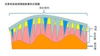 化學系陳銘凱獲臺日專利