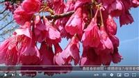 紅粉枝頭捎春信 落英飛舞展繽紛 賽博頻道帶您觀賞山櫻花