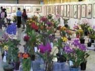 上週商館展示廳來了四、五百盆名種蘭花競豔，配合由同仁提供的書畫作品展出，吸引不少師生前往參觀。（記者劉育孜攝）