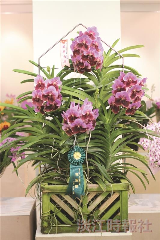 今年獲得董事長獎的「萬代蘭」（右圖），其花朵有兩種相對顏色、整體的整齊度、花朵圓潤飽滿以及花形平整等，因而獲獎。（文／林俞兒、攝影／李鎮亞）