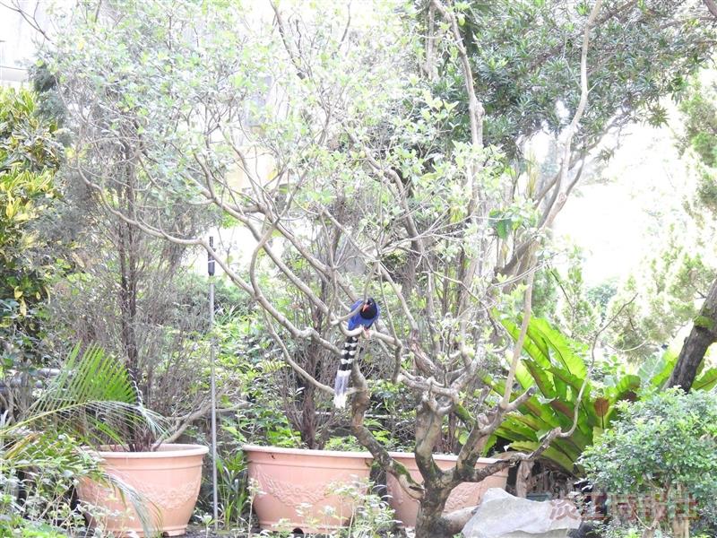 台灣藍鵲現蹤淡水校園