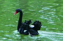Founder celement Chang:  “Finding the positive black swan!”