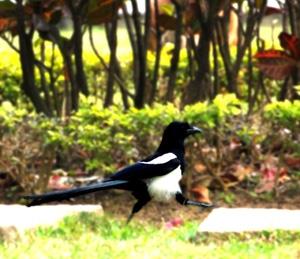 Lately with the warming temperature and extended daylight, the air of spring is definitely around us. Thanks to this inviting weather, several magpies have been spotted in Tamsui Campus, particularly in the Fu Yuan, University Commons and the pedestrian zone in front of the College of Liberal Arts. As magpies, whose Chinese name “His Chieu” literally means “happy/lucky birds,” stand for messengers of good news, TKU sees their presence as a symbol of an auspicious future for the university.