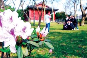 校園內開滿了杜鵑花，到處都是拍照和賞花的人潮，上圖為即將畢業的學生在春暖花開的生態校園，留下美麗的倩影。（攝影�黃士航）